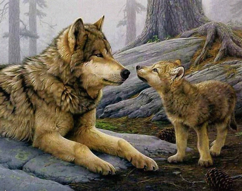 в мире животных - волки, животные - оригинал