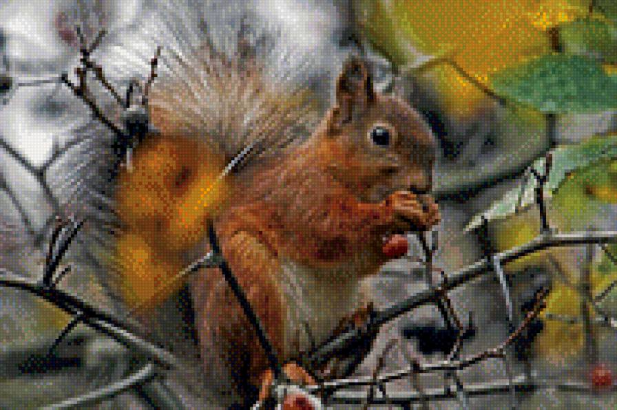 Белочка - осенний лес, белка, осень - предпросмотр