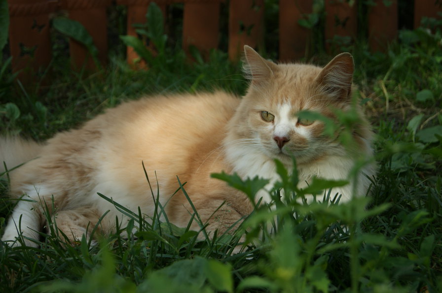 Маркизон - оригинал