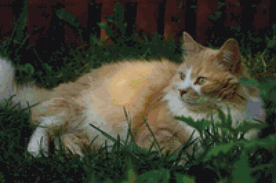 Маркизон - предпросмотр