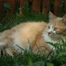 Схема вышивки «Маркизон»