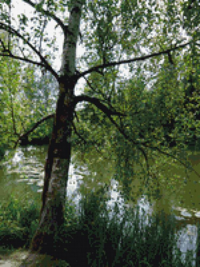 Березка у пруда - предпросмотр