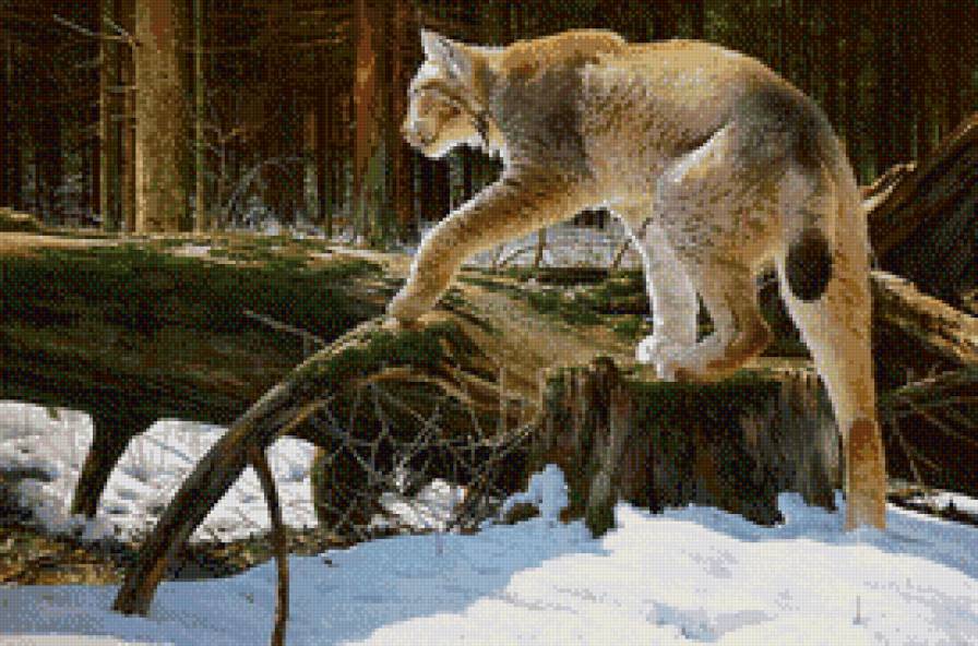 Рысь в весеннем лесу. - рысь, лес, март - предпросмотр