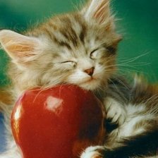 Схема вышивки «котенок»