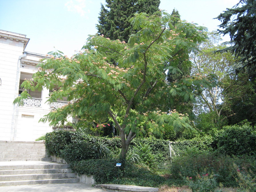 Альбиция - альбиция, ботанический сад - оригинал