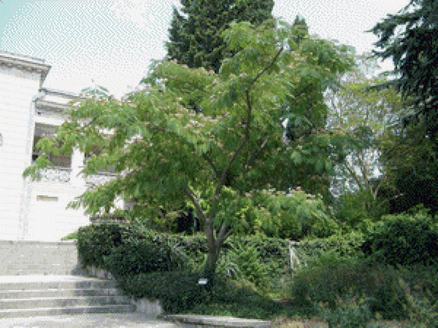 Альбиция - альбиция, ботанический сад - предпросмотр