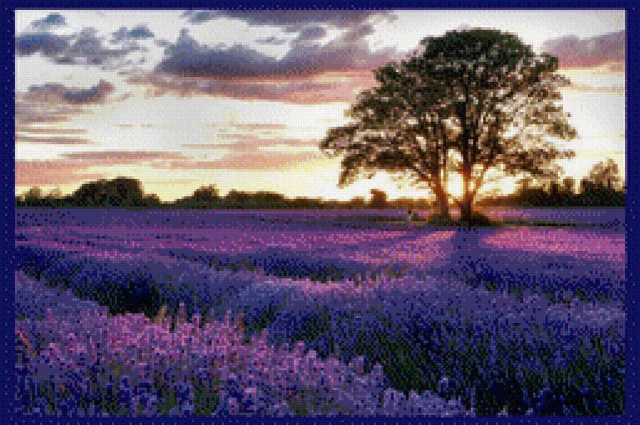 лаванда - предпросмотр