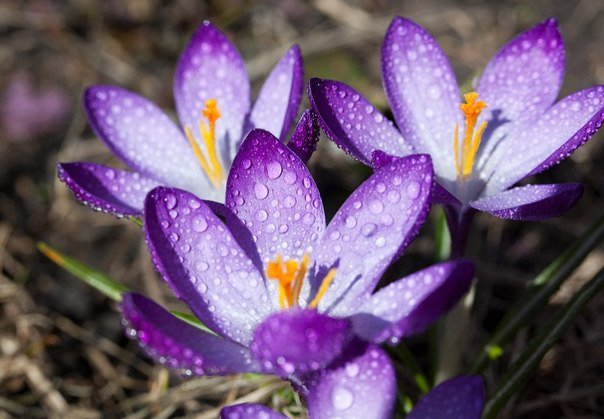 первоцвет - оригинал