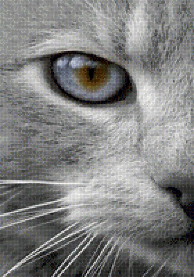 №997399 - котенок, животные, звери, кошки - предпросмотр