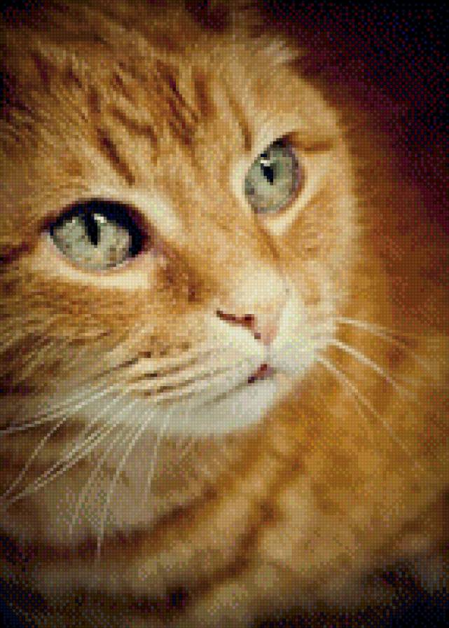 №997400 - звери, котенок, животные, кошки - предпросмотр