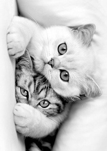 №997420 - животные, звери, кошки, котенок - оригинал