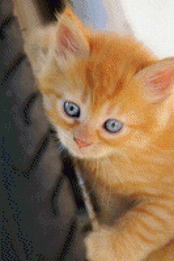 №997445 - котенок, животные, звери, кошки - предпросмотр