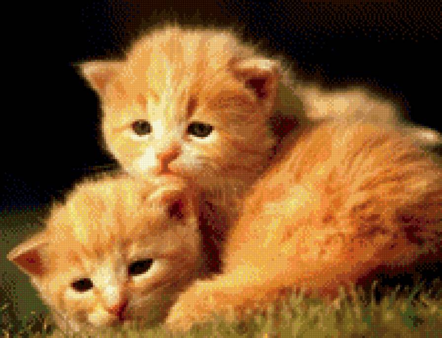 №997451 - животные, звери, кошки, котенок - предпросмотр