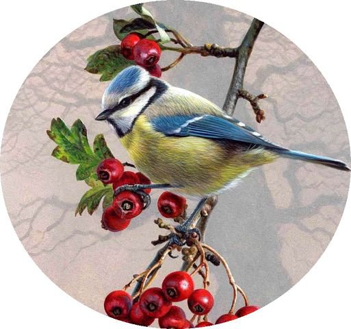 Птичка на веточке - красная ягода, веточка, птичка - оригинал