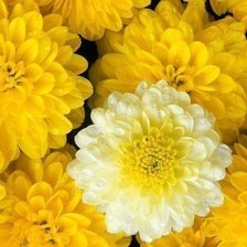 Схема вышивки «№997462»