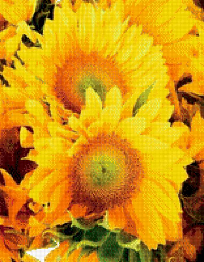 №997467 - цветы, подсолнух - предпросмотр