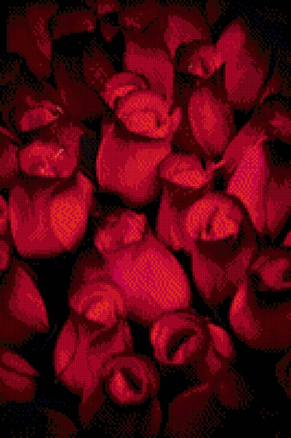 №997469 - цветы, розы - предпросмотр