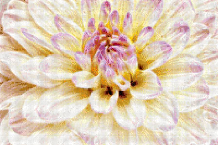 №997569 - цветы - предпросмотр