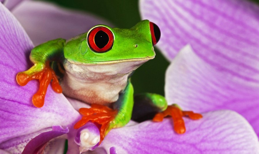 красотка - оригинал