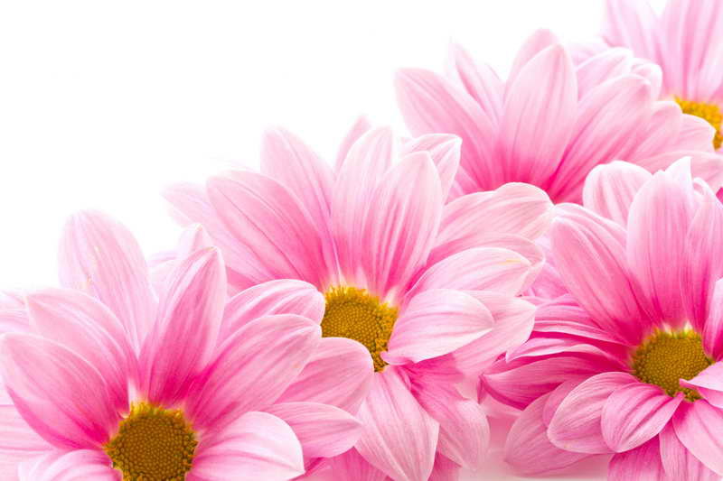 Георгины - цветы, георгины, розовые цветы - оригинал