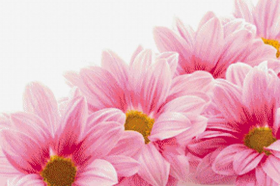 Георгины - розовые цветы, георгины, цветы - предпросмотр