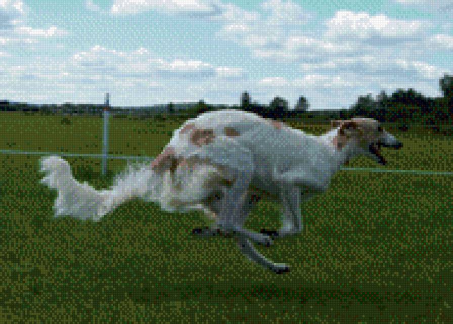 бега - собаки - предпросмотр