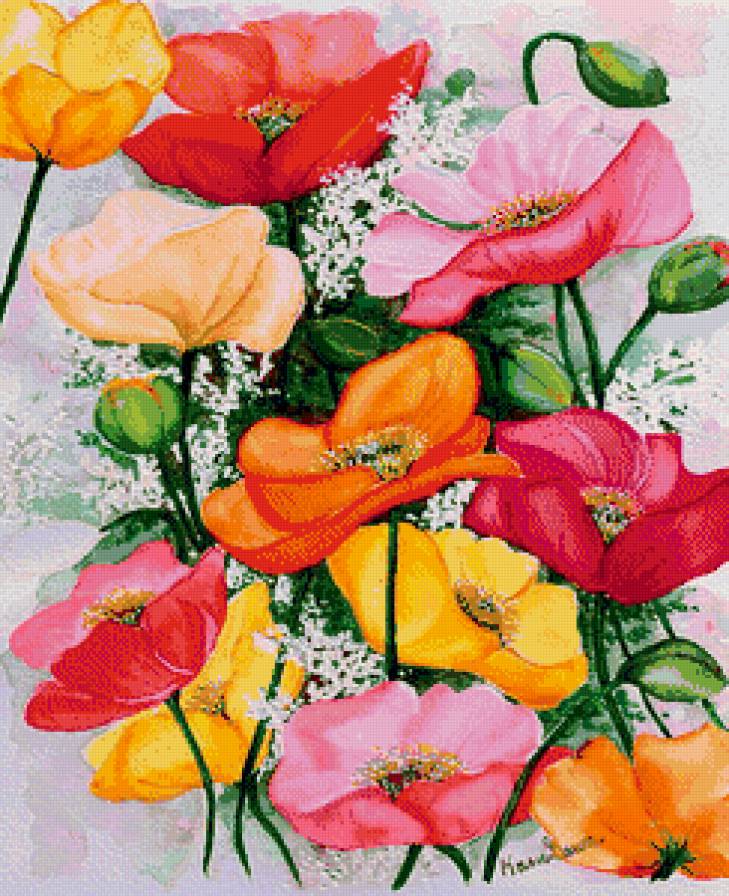 букет маков - цветы, маки - предпросмотр