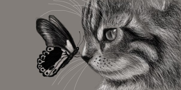 котёнок и бабочка - бабочка, котенок и бабочка, котенок - оригинал