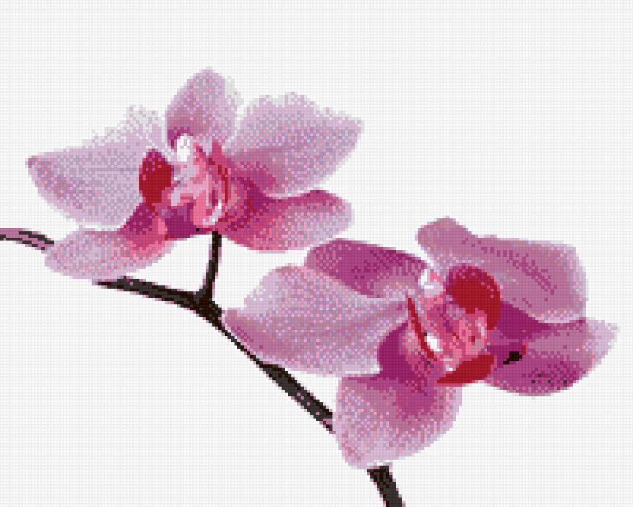 Орх - предпросмотр