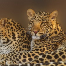 Схема вышивки «пара леопардов»