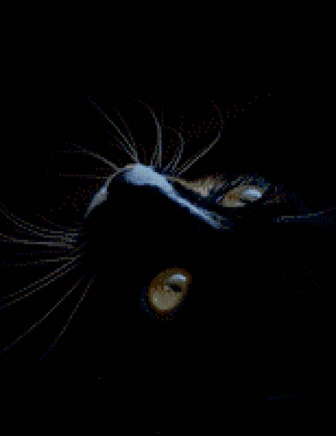 черный кот - предпросмотр