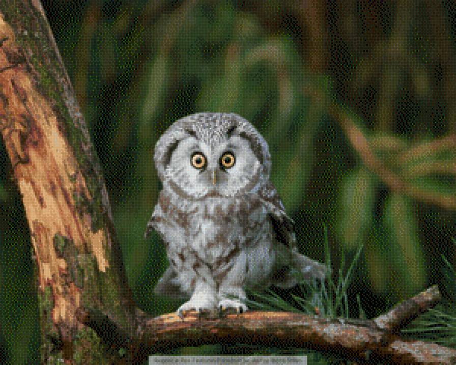 птица - птица - предпросмотр