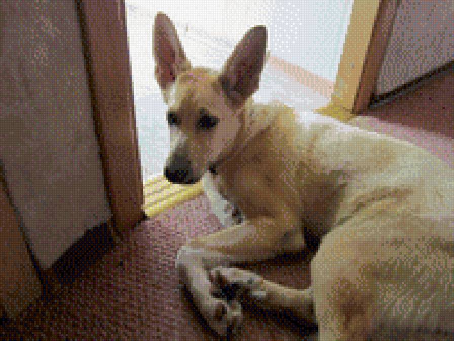 енне - предпросмотр