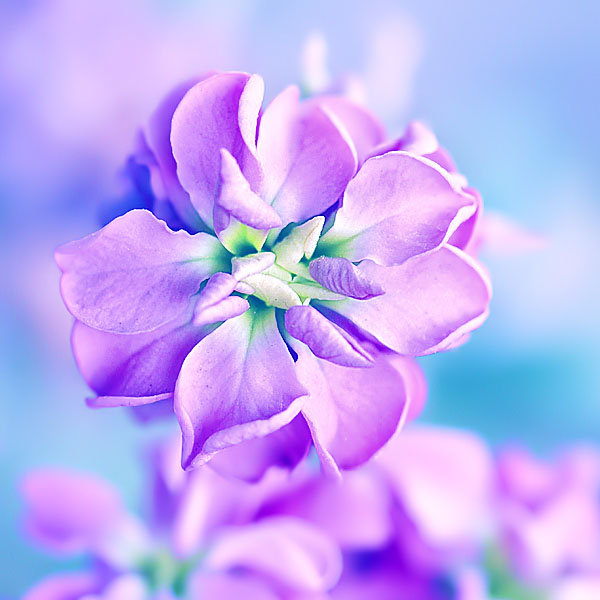 № 114 - нежность - оригинал