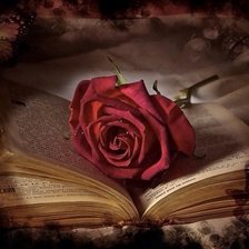 Роза и книга