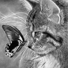 Котенок с бабочкой