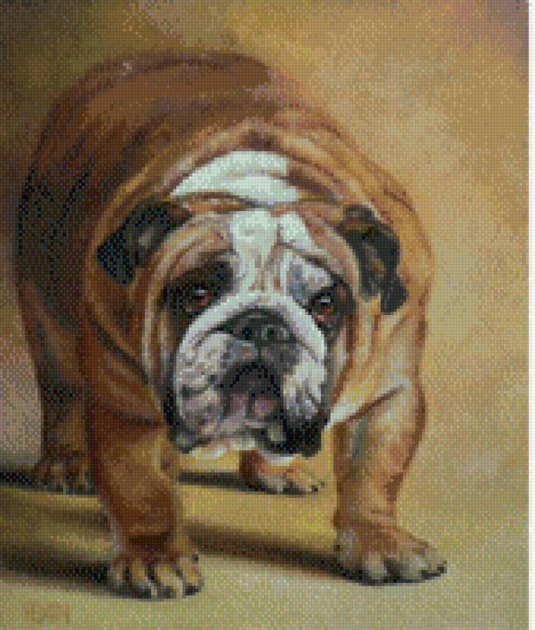 Английский бульдог - английский бульдог - предпросмотр