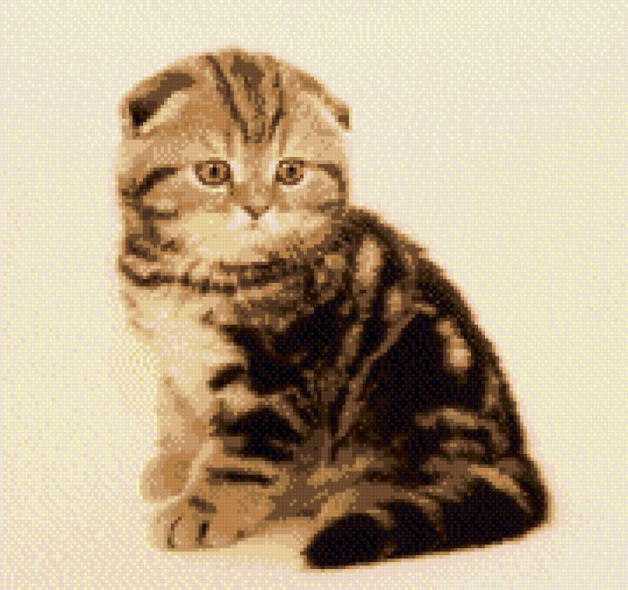 котёнок Британец - котенок, кошки, животные. - предпросмотр