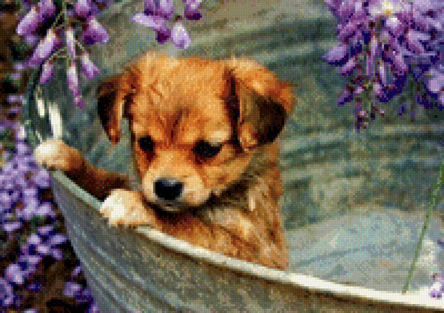 №1001682 - животные, звери, собаки - предпросмотр