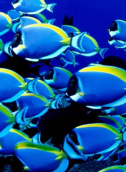 №1001707 - красота, рыбы - оригинал