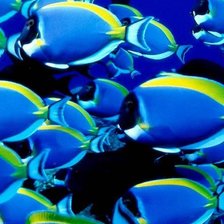 Схема вышивки «№1001707»