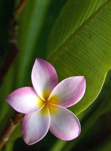 №1001717 - цветы - оригинал