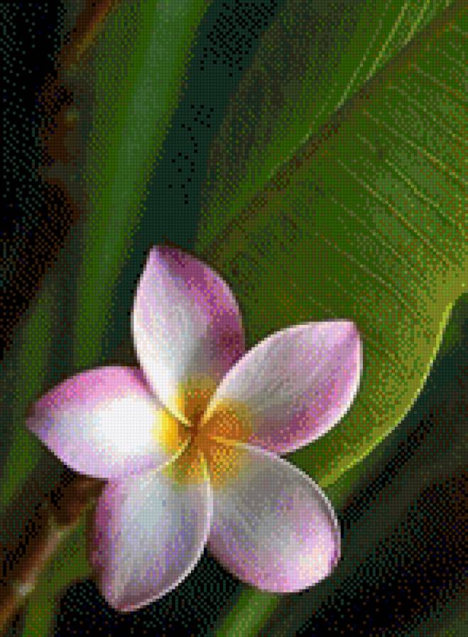 №1001717 - цветы - предпросмотр