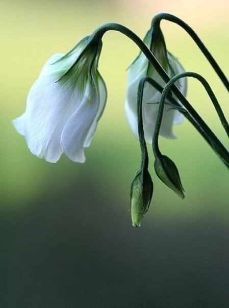 №1001743 - цветы - оригинал