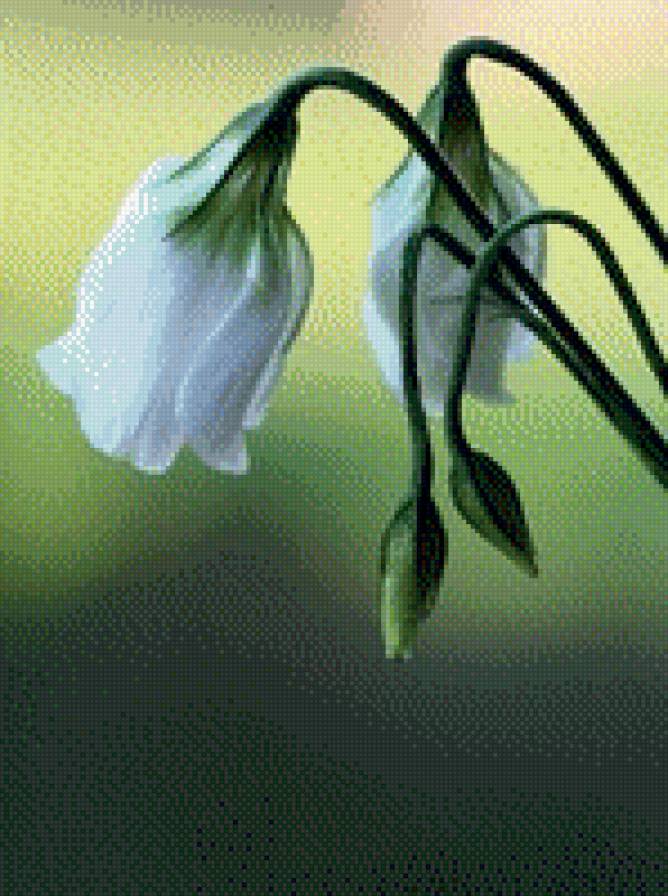 №1001743 - цветы - предпросмотр