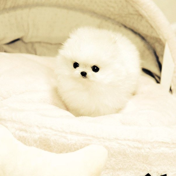 №1001747 - собаки, животные, шпиц, звери - оригинал