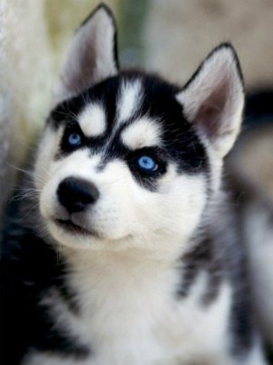 №1001748 - животные, хаски, звери, собаки - оригинал