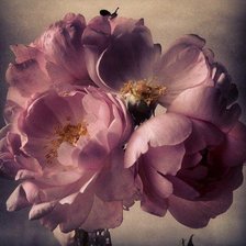 Схема вышивки «№1001758»