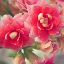 Схема вышивки «№1001761»