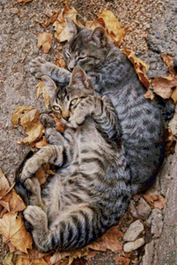 Осенние котики - кошка, кошки, коты, осень, кот - предпросмотр
